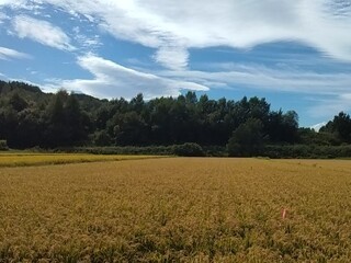 ほ場の様子（成熟期）