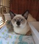子猫♂.jpg