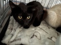 黒子猫2.jpg
