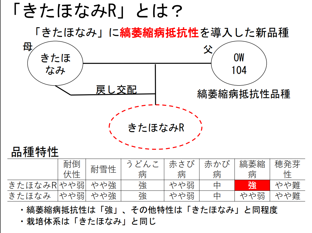 「きたほなみR」とは