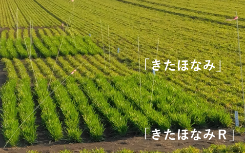 「きたほなみR」試験区(R7.4.30撮影)