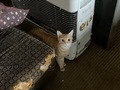 しま♂.jpg