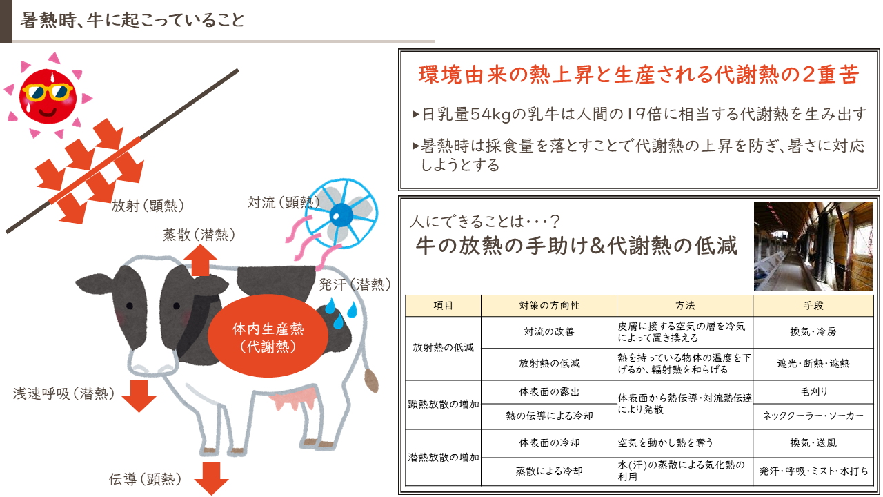 酪農の暑熱対策