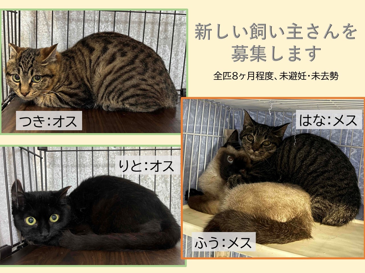 4匹 (JPG 355KB)