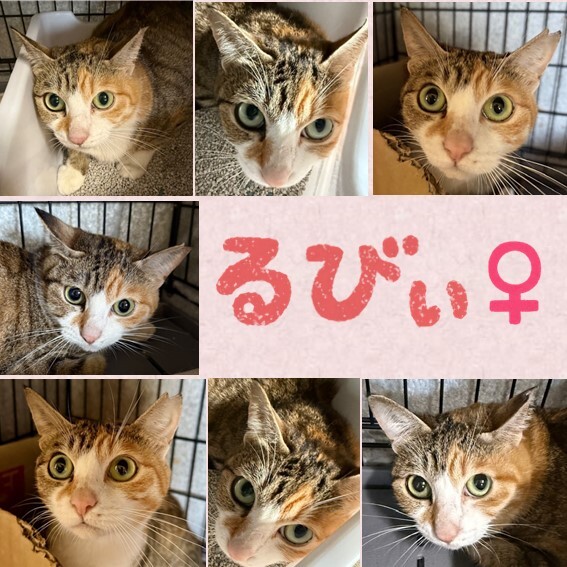るびぃ.JPG