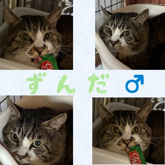 ずんだ.JPG