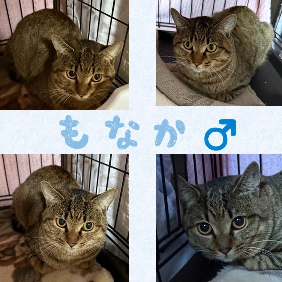 もなか.JPG