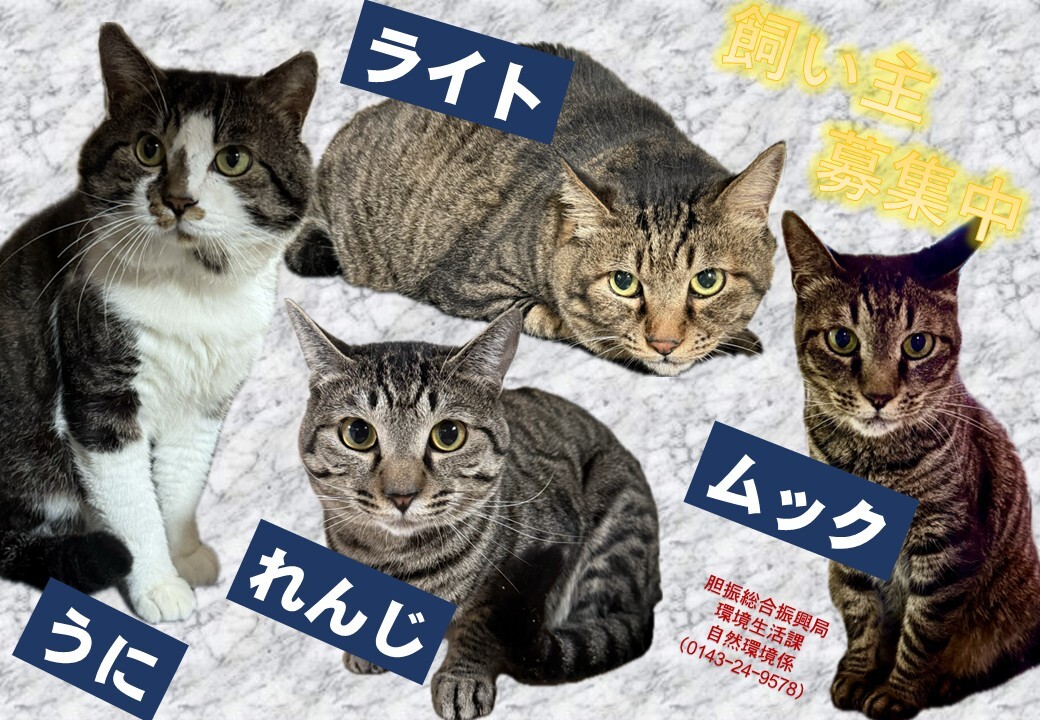 飼い主募集