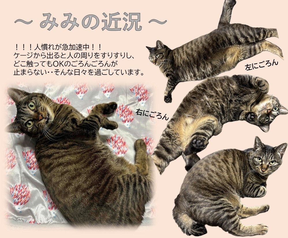 みみ近況 (JPG 249KB)