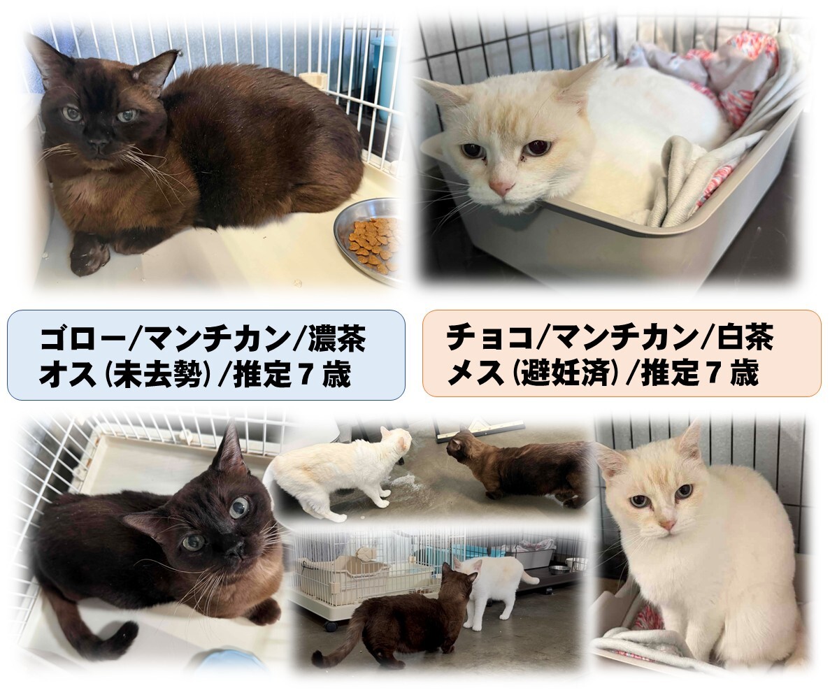 マンチカン (JPG 243KB)