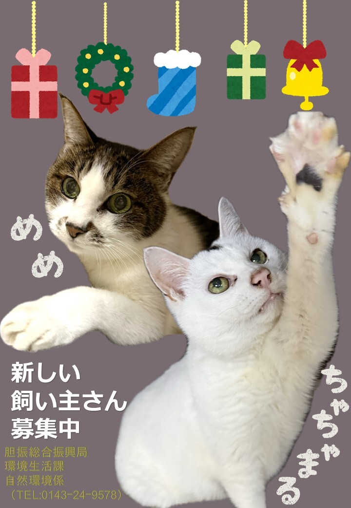 飼い主募集20251110.jpg
